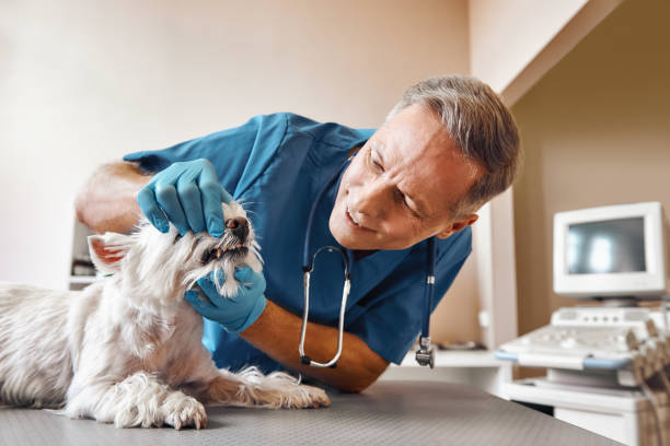 Best Emergency Dental Services for Seniors in Lakeland Village, CA